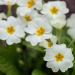 Common Primrose White Garden Flowers