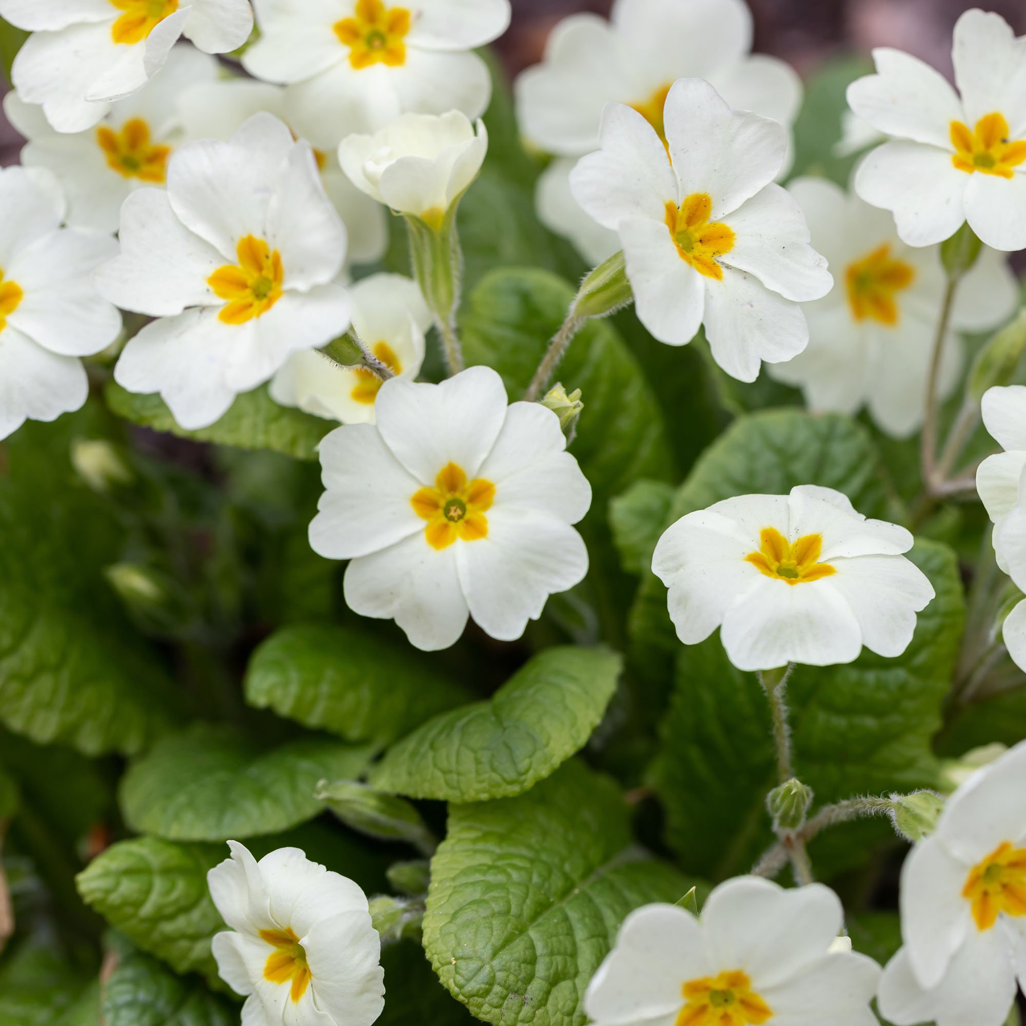 Common Primrose Seed - White Primula Acaulis Flower Seeds