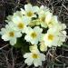 Primula Acaulis S1 Accord White Flowers