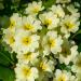 Common Primrose Acaulis Accord Yellow Flowers