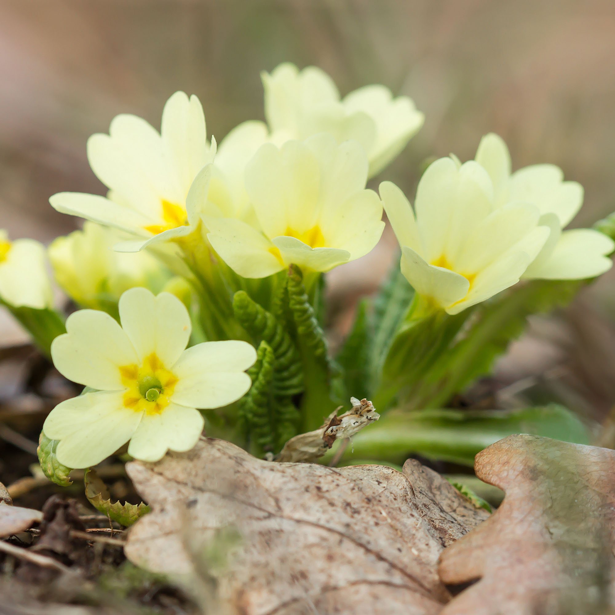 Origins Of The Primrose