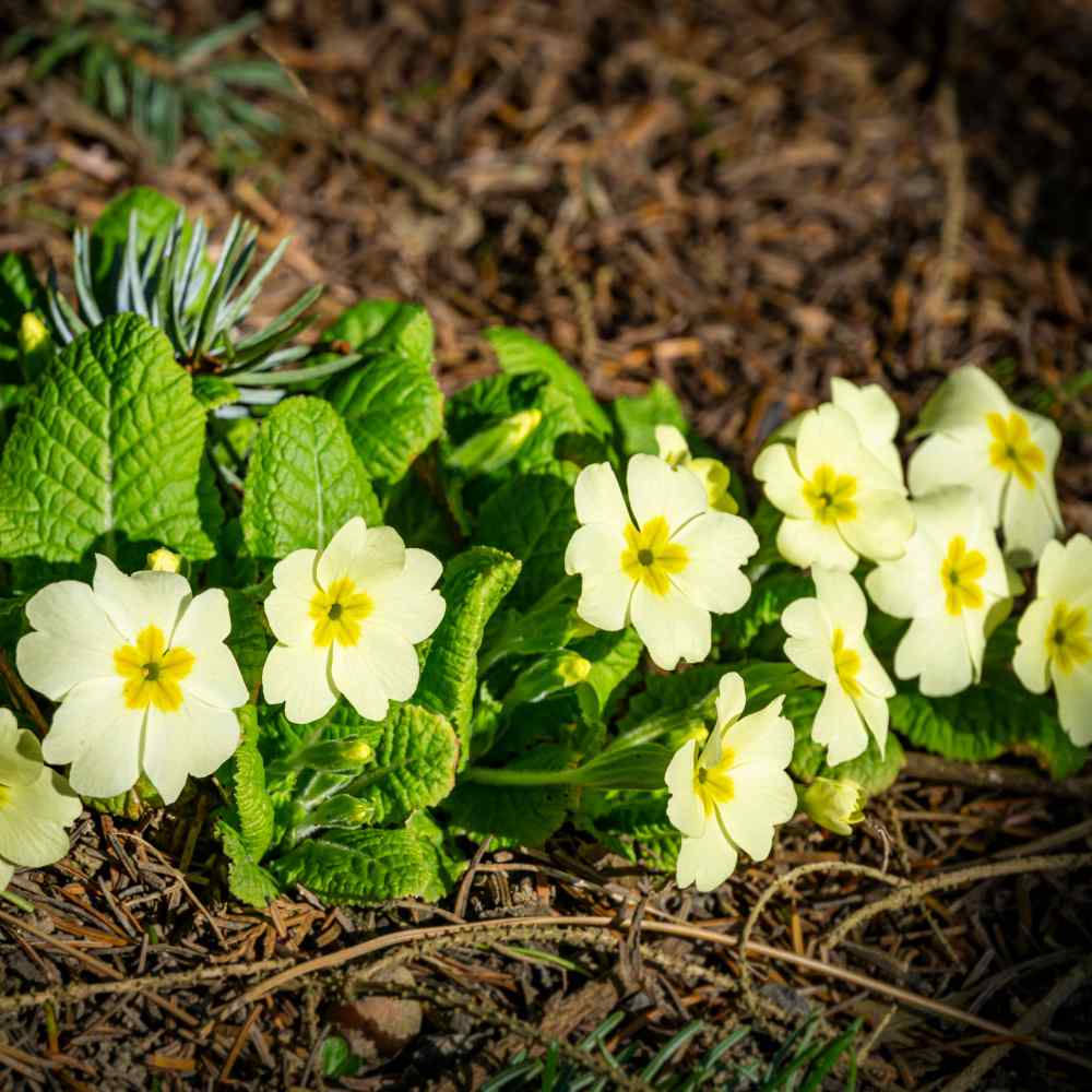 Common Primrose Seeds | Yellow