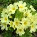 Primrose Acaulis Accord Yellow Flowers