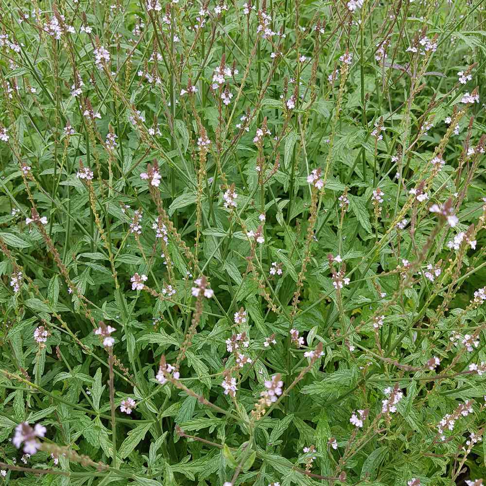 Verbena Officinalis AKA Common Vervain Flower Seeds