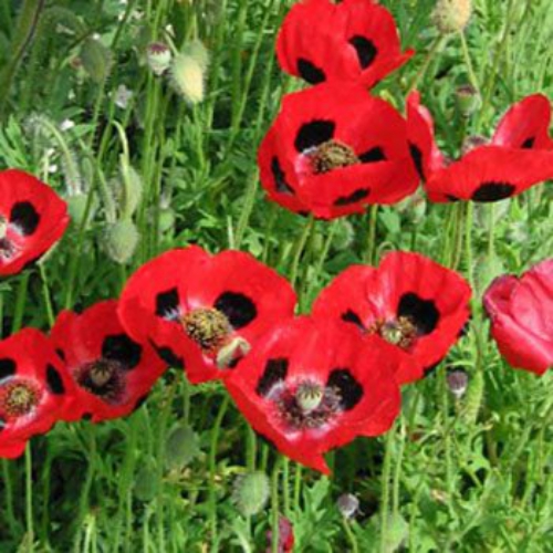 Lady Bird Poppy