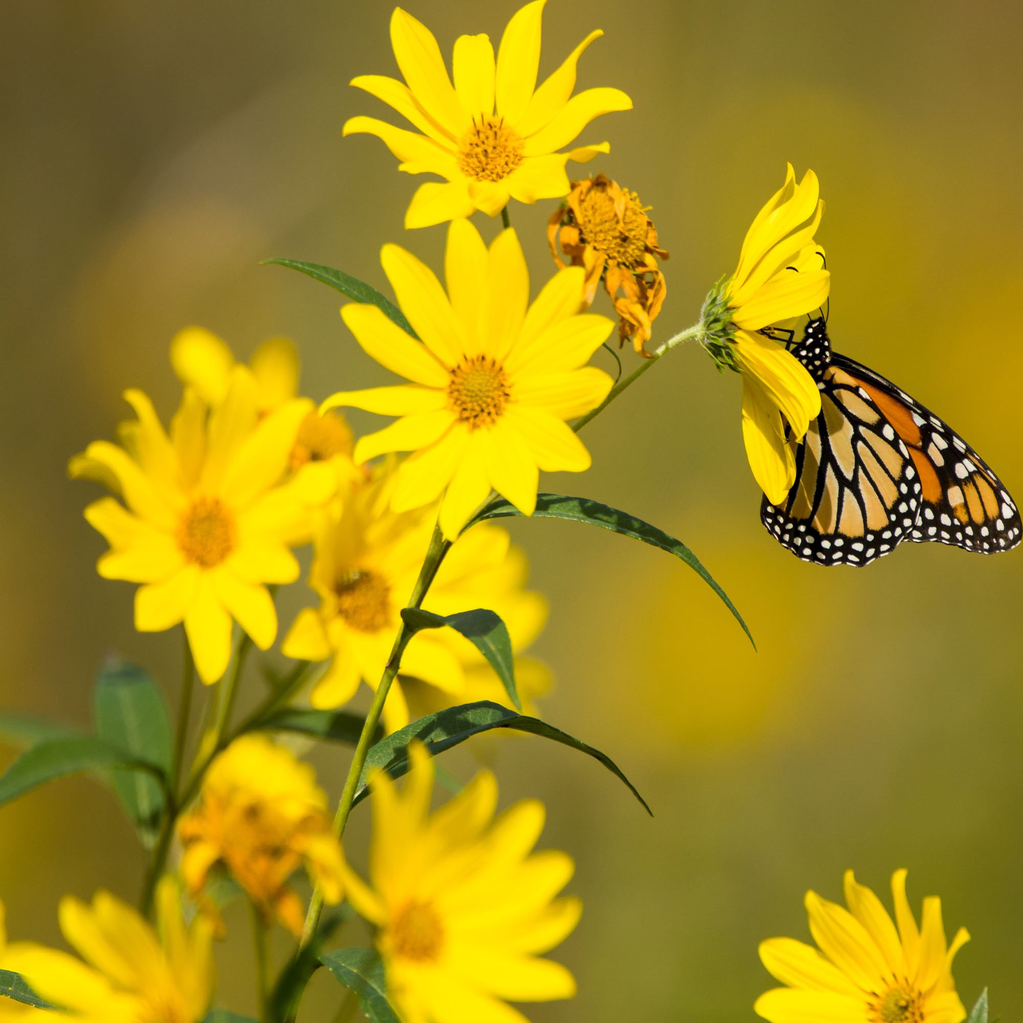 Butterfly On Compass Plant Flowers