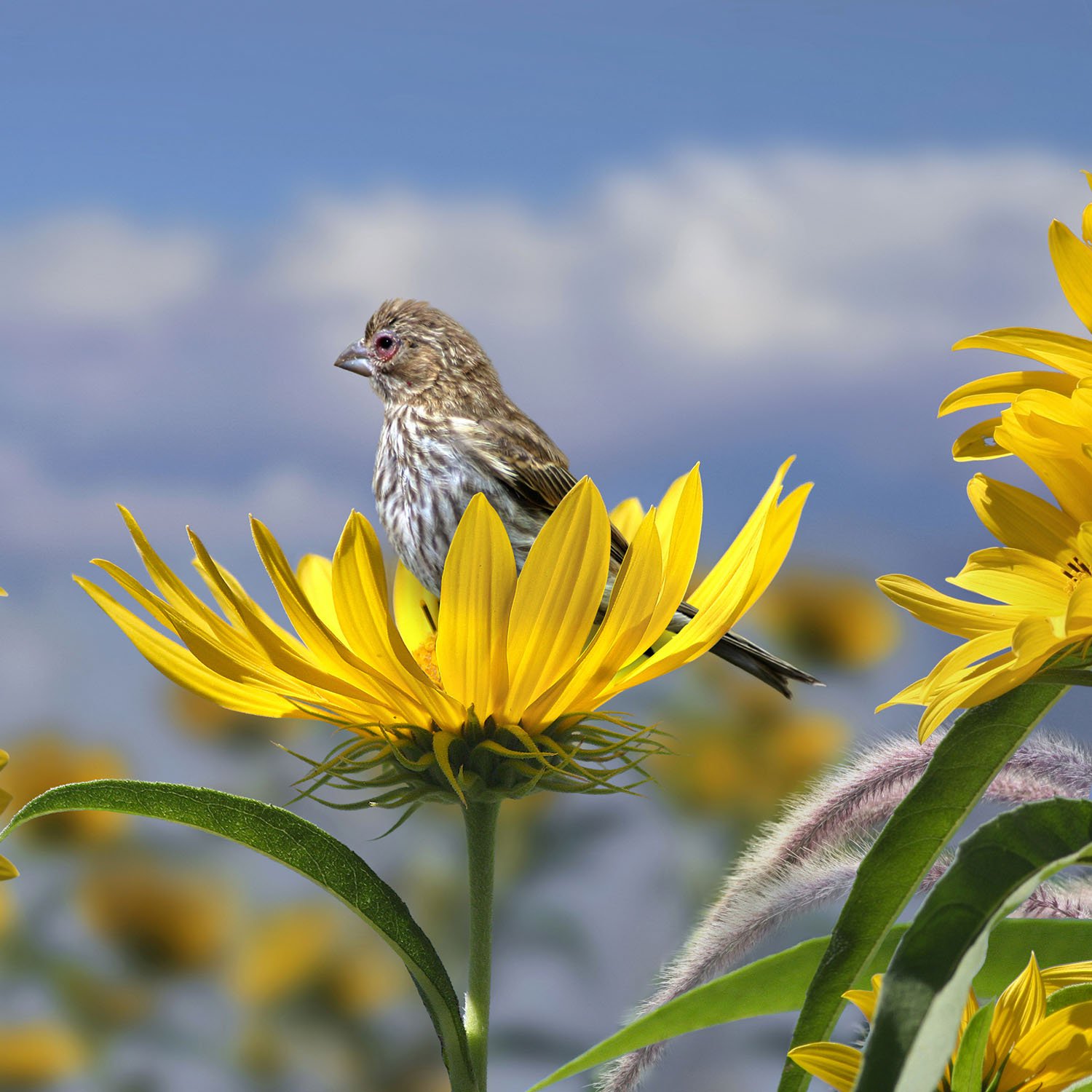 Great with Pollinators!