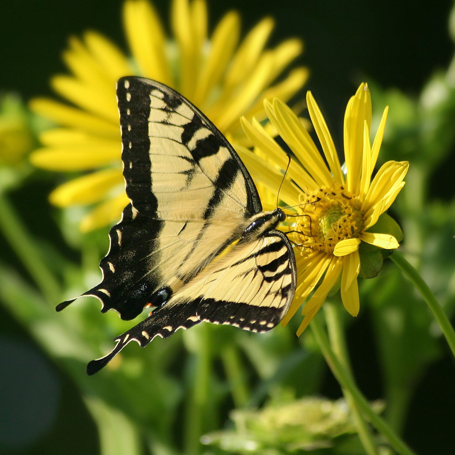 Compass Plant Flowers