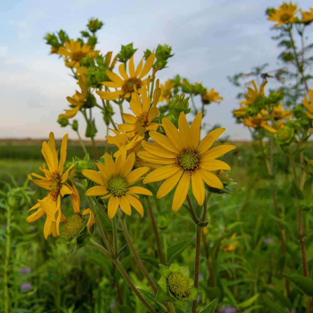 Perennial Compass Plant Garden Flower
