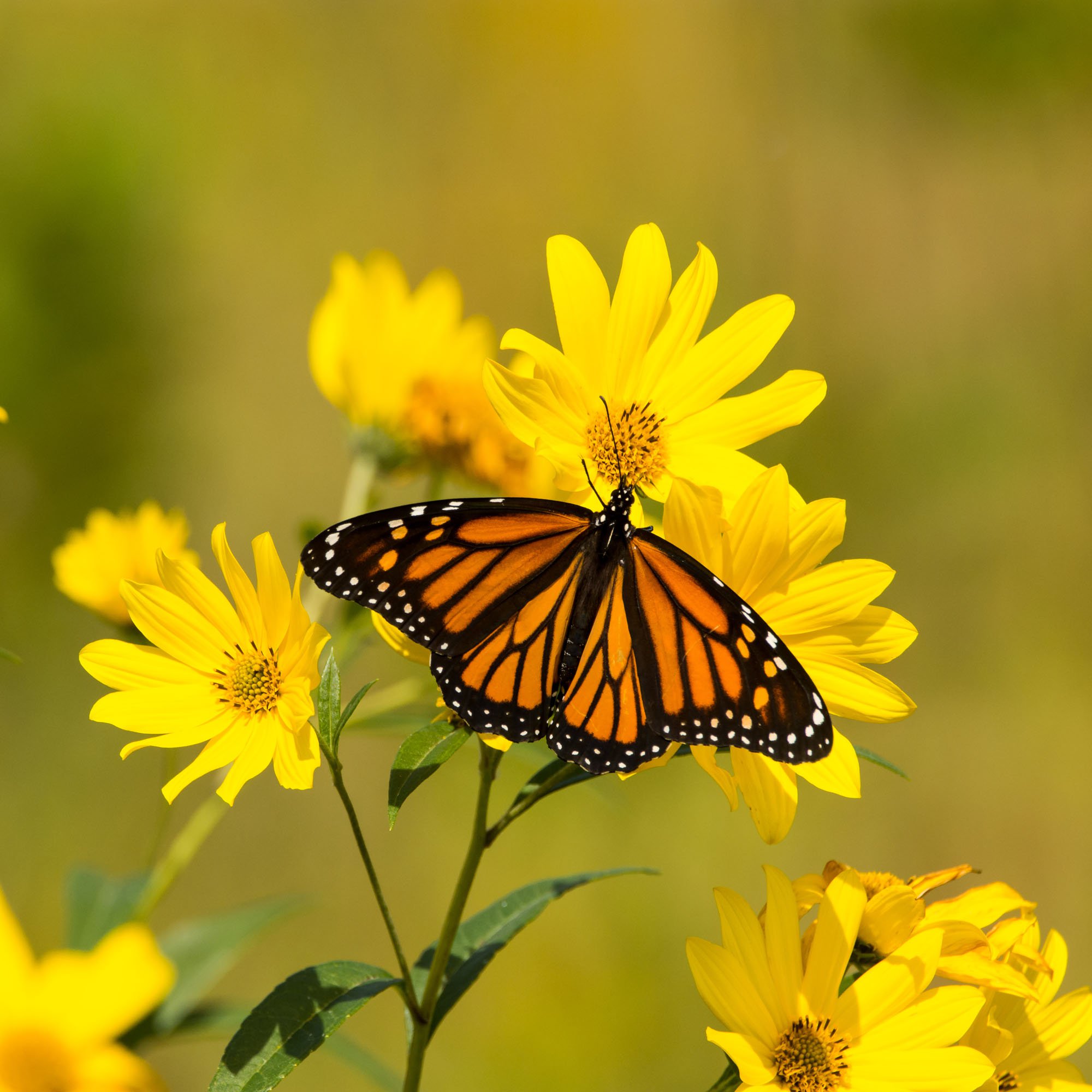 Silphium Laciniatum Flowers