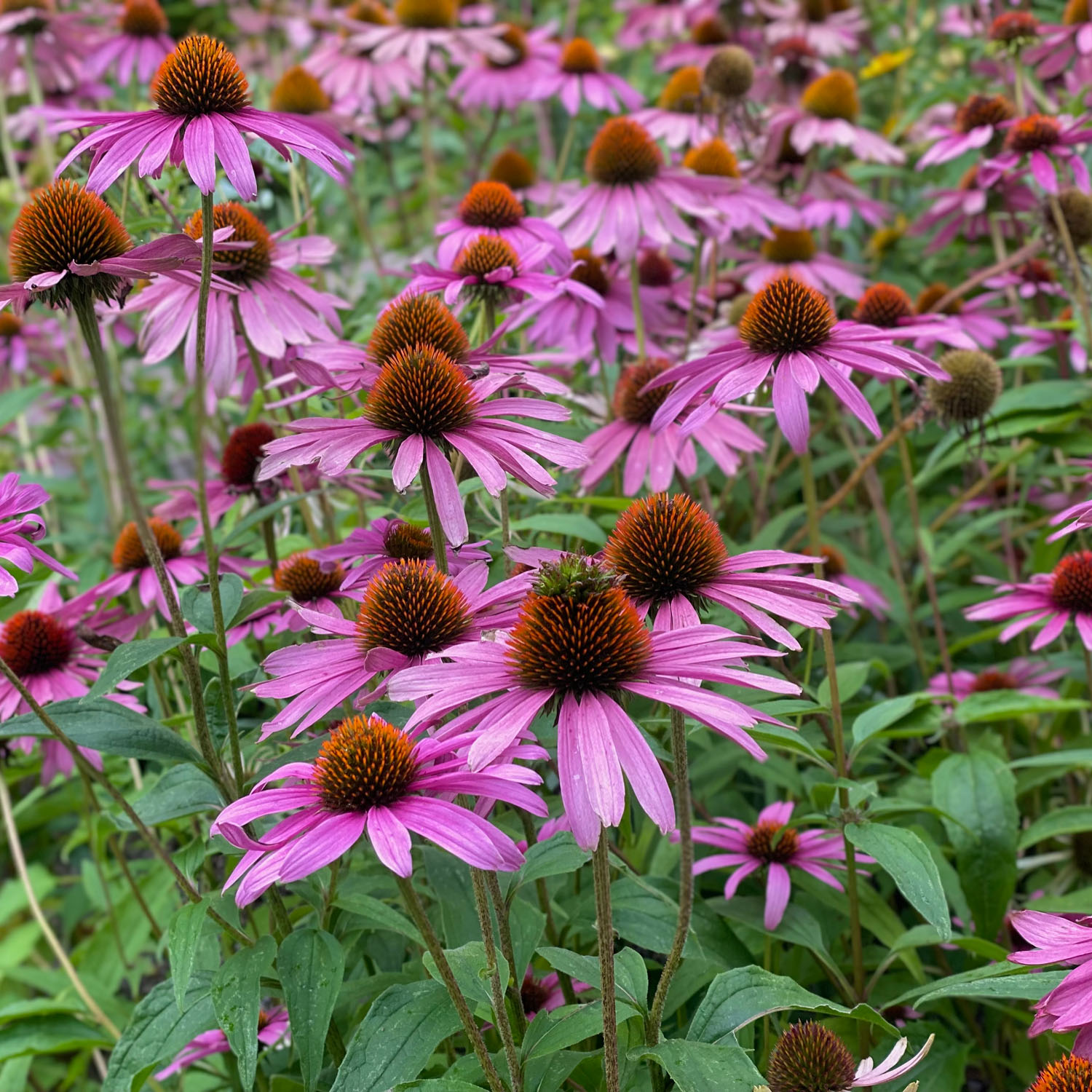 Purple Coneflower Echinacea Purpurea Magnus Garden Flower With Drought