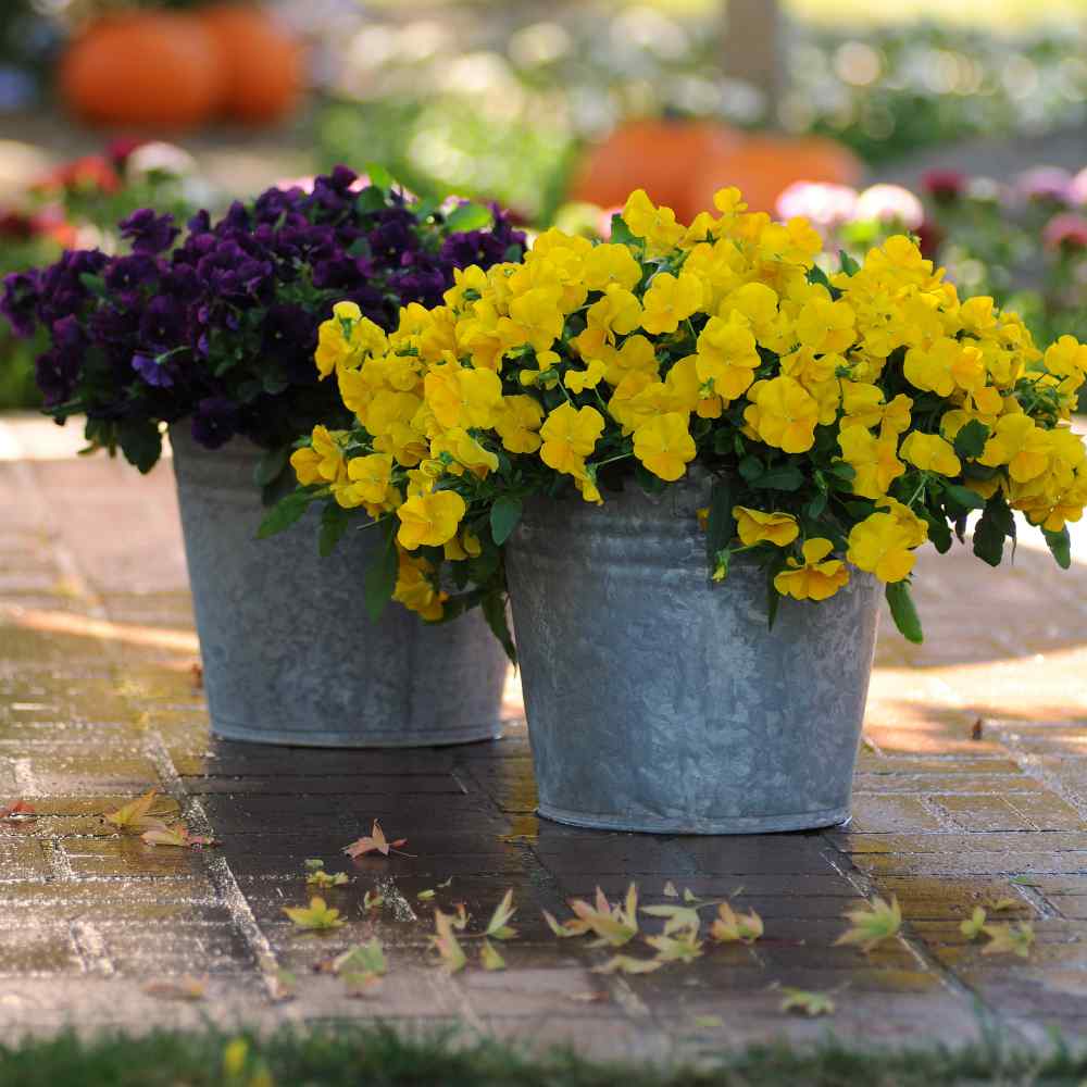 Pansy Cool Wave Golden Yellow Flowers