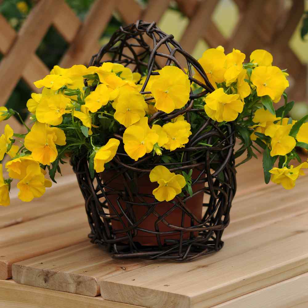 Pansy Cool Wave Golden Yellow Plants