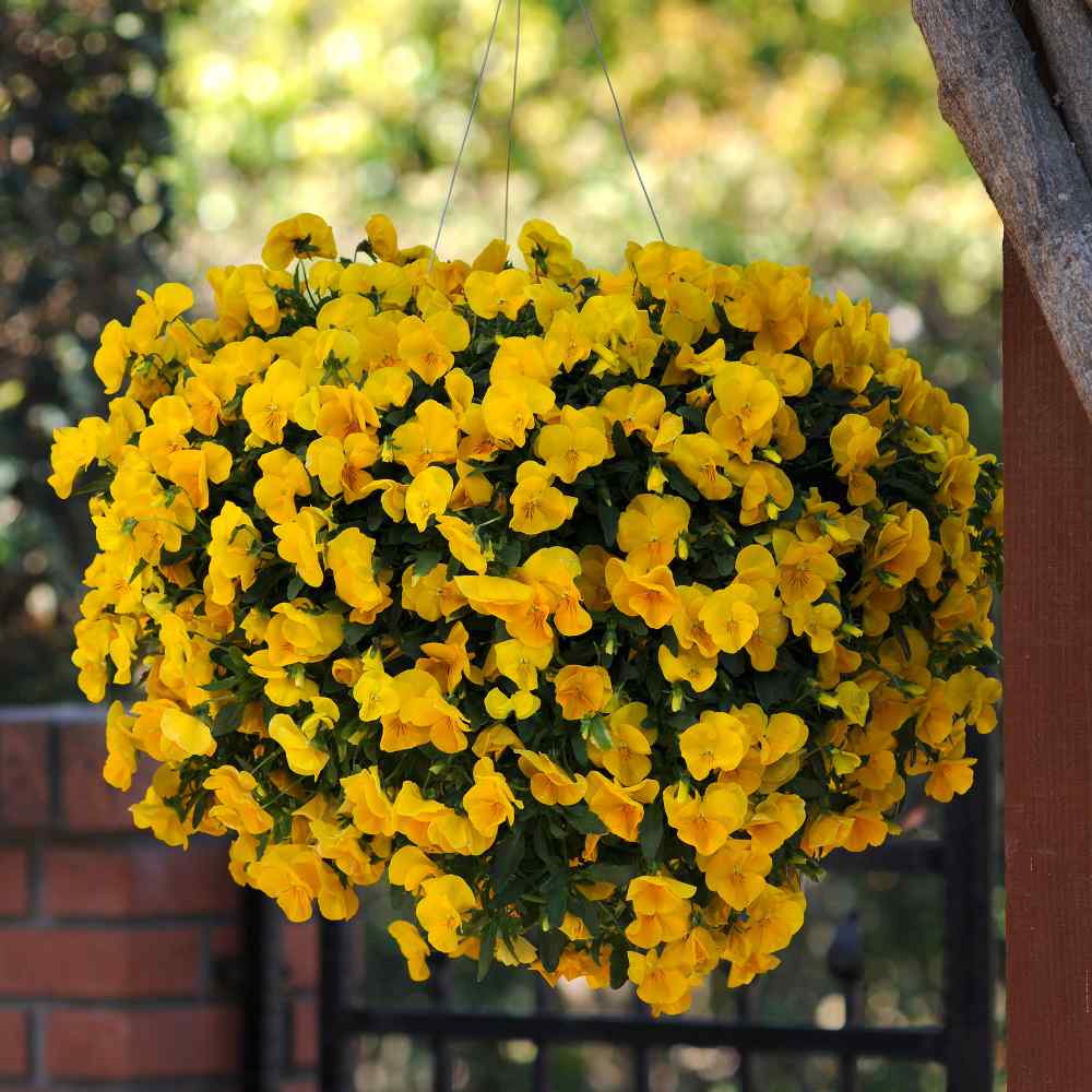 Pansy Cool Wave Golden Yellow Container Plants