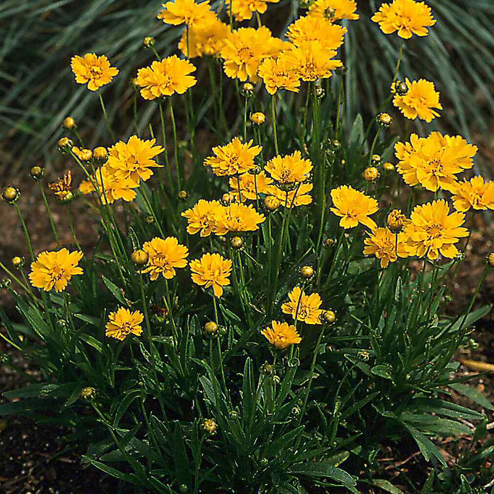 Coreopsis Seeds Coreopsis Grandiflora Early Sunrise