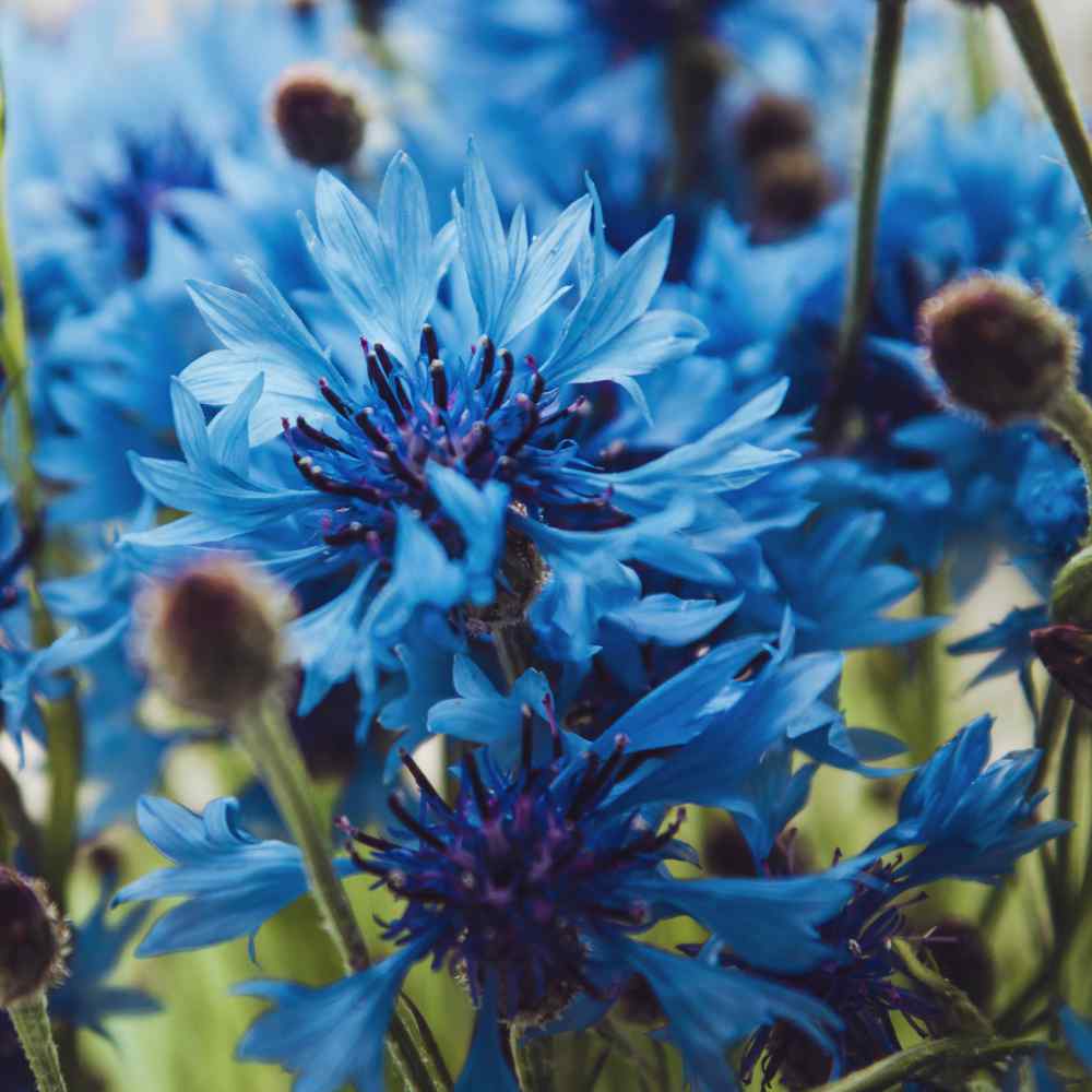 Centaurea Cyanus Blue Cornflower