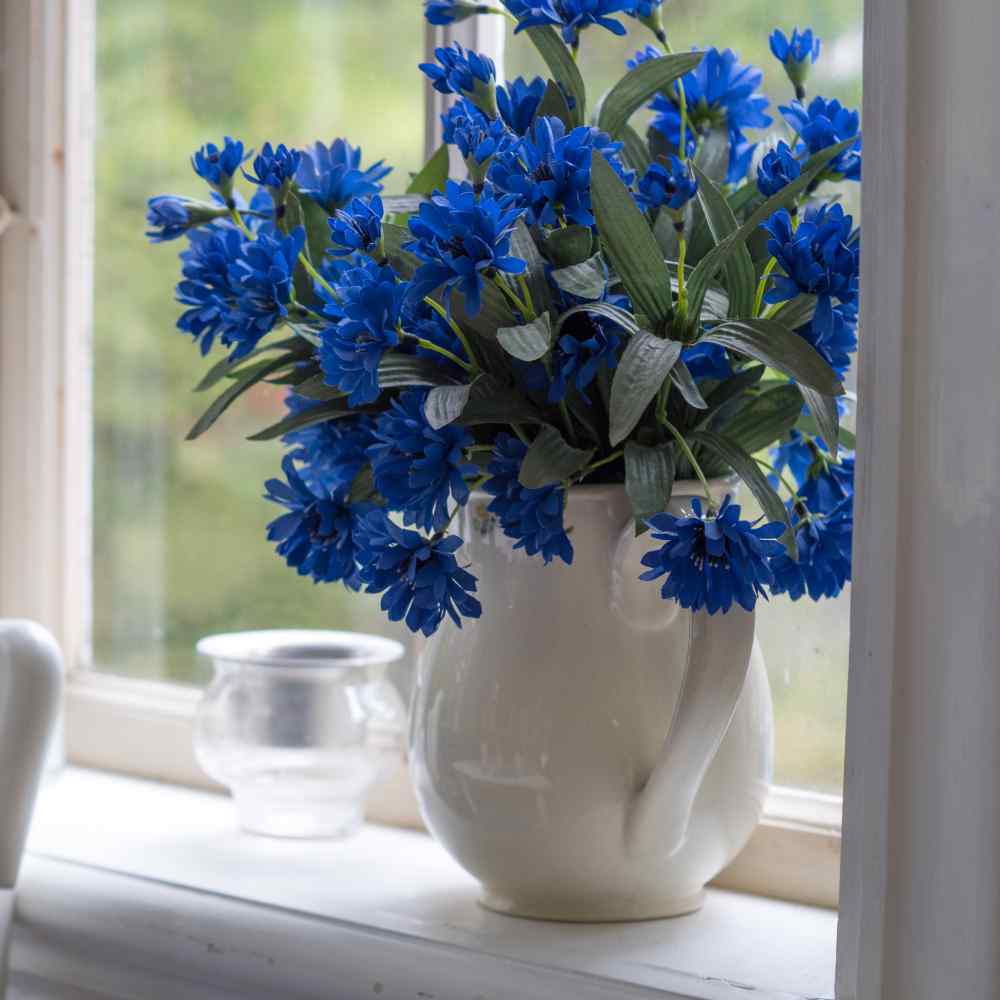 Centaurea Cyanus Blue Cornflower Plant