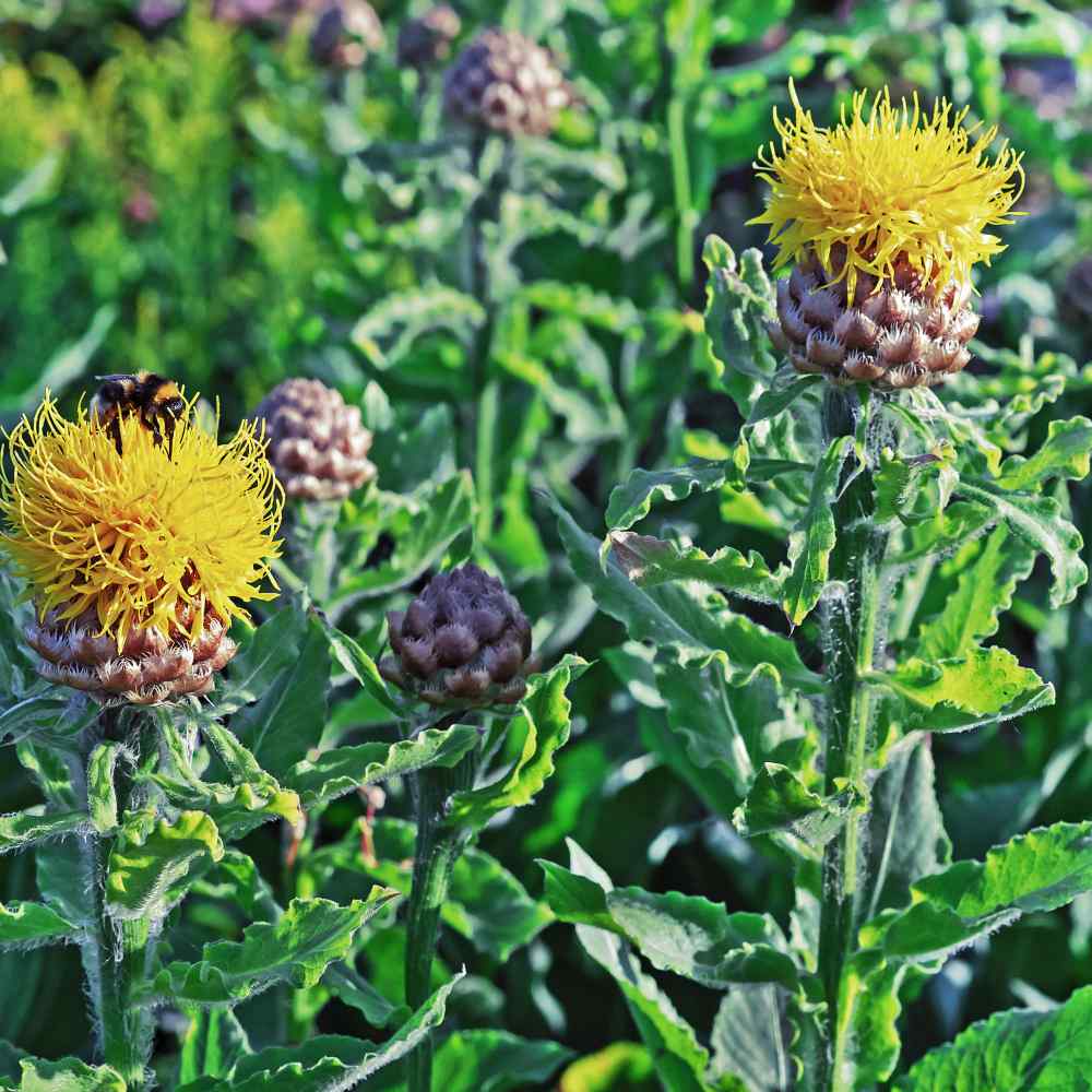 ZPerennial Yellow Cornflowers