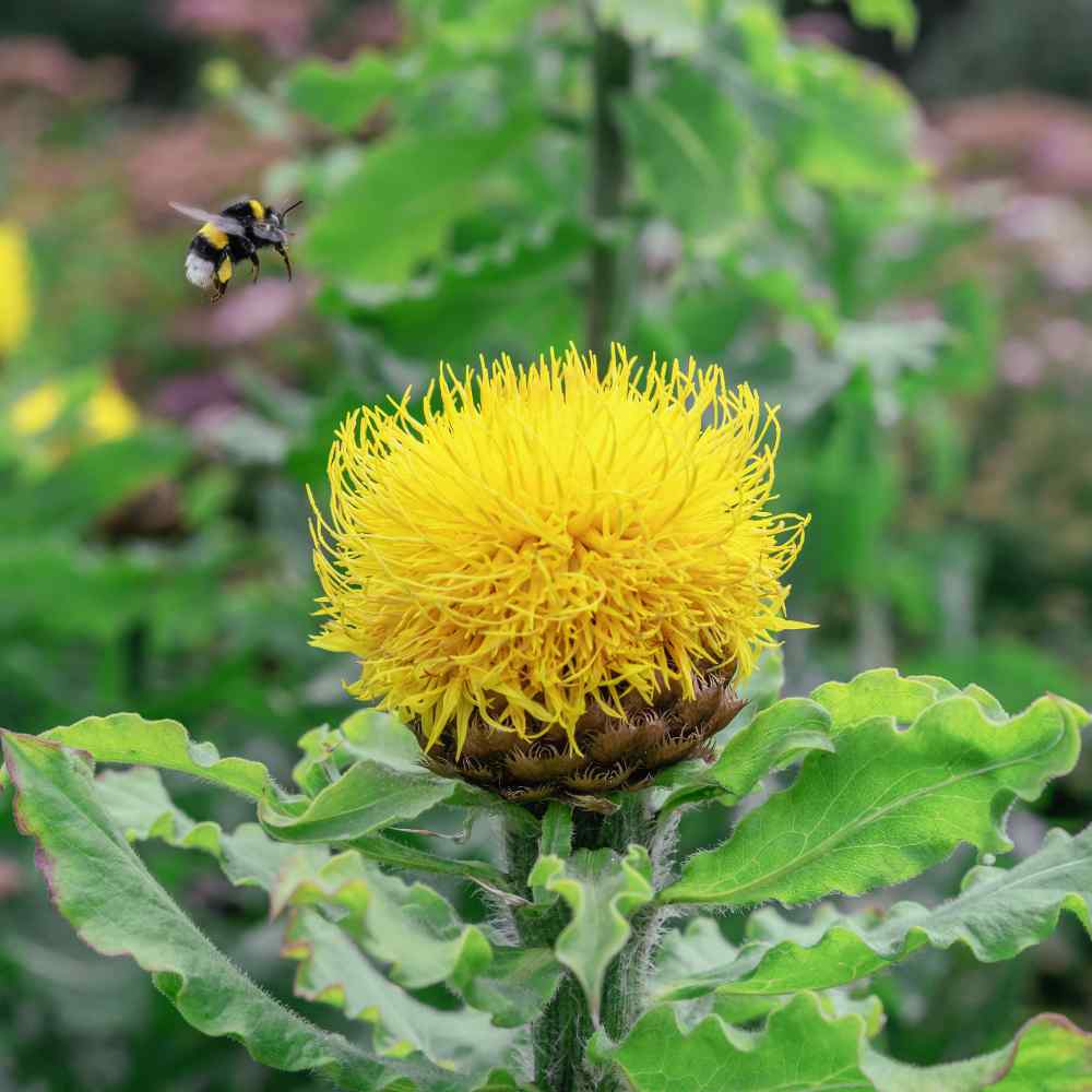 Perennial Cornflower Macrocephala