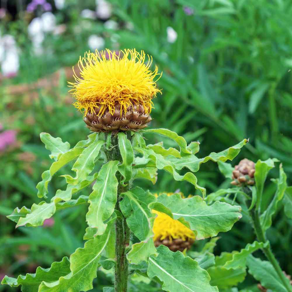 Centaurea Macrocephala Flowers