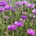 Centaurea Cyanus Mauve Flowers