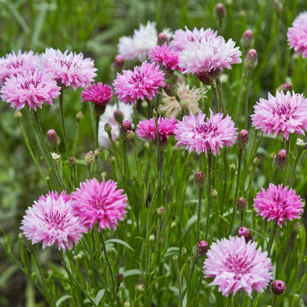 Cornflower Pink Flowers