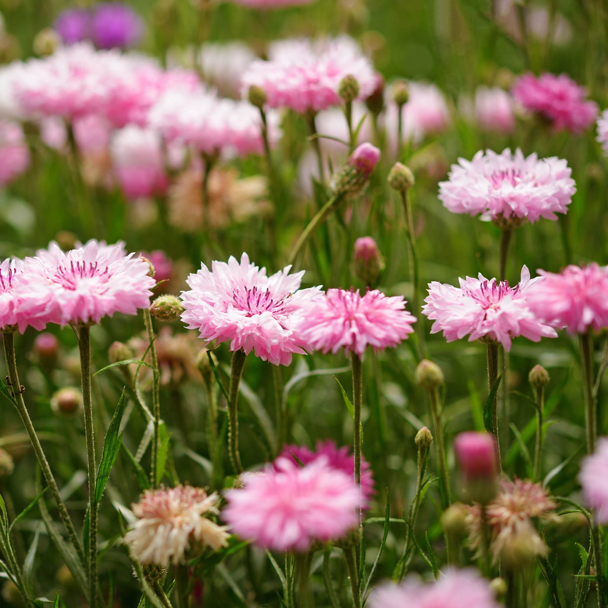 Annual Pink Cornflower Flowers