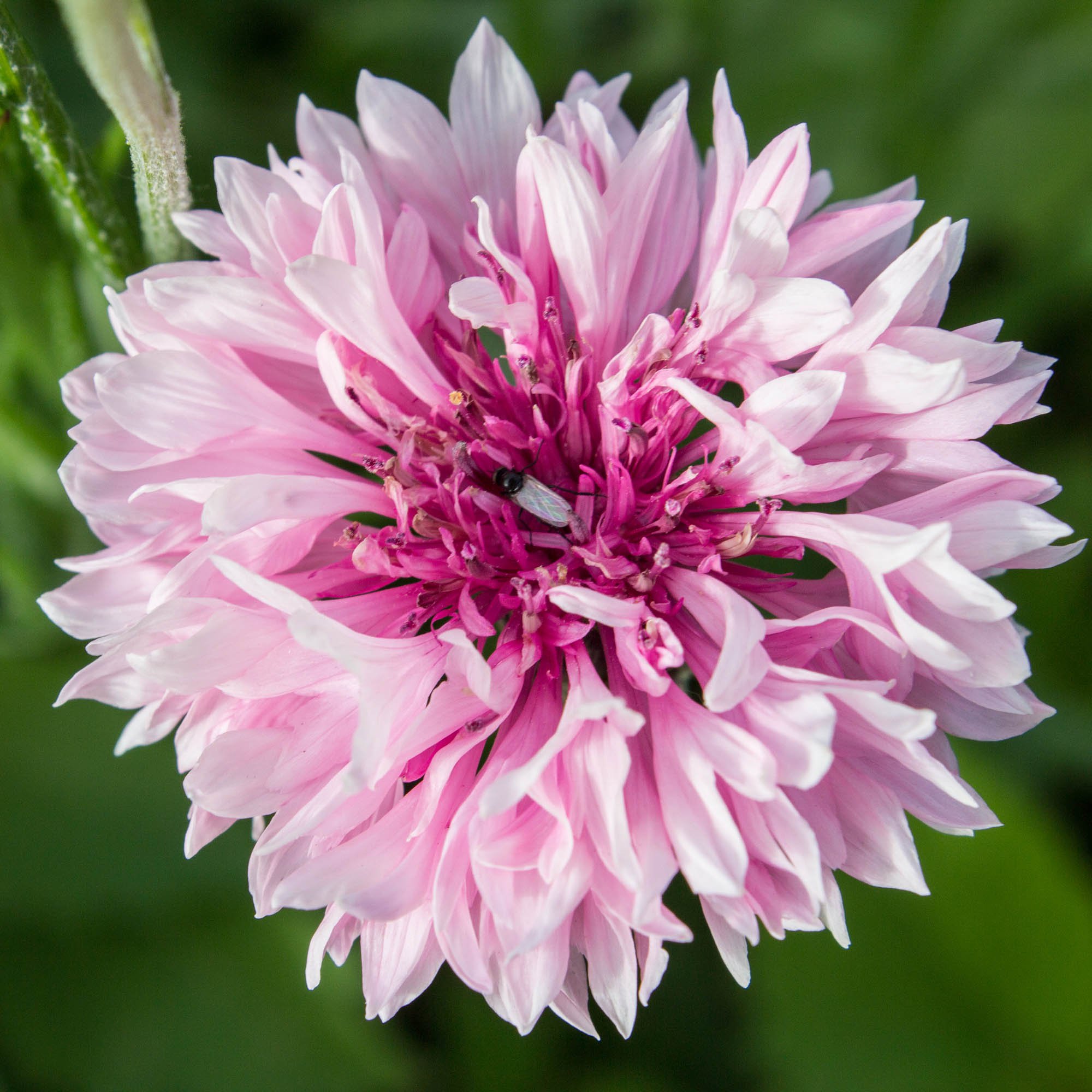 Cornflower Pink Bachelor's Button Drought Tolerant Garden Flower Plant