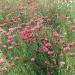 Centaurea Cyanus Red Flower