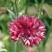 red cornflower flowers