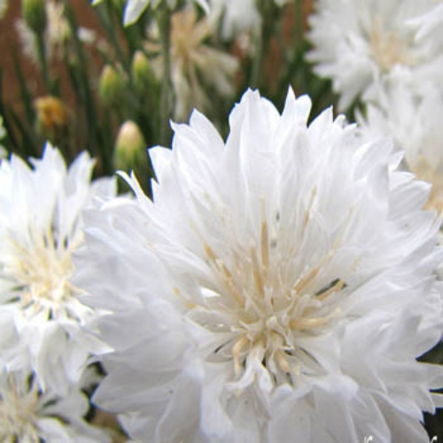 White Cornflower Plants