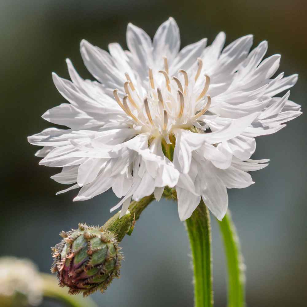 cornflower seeds white