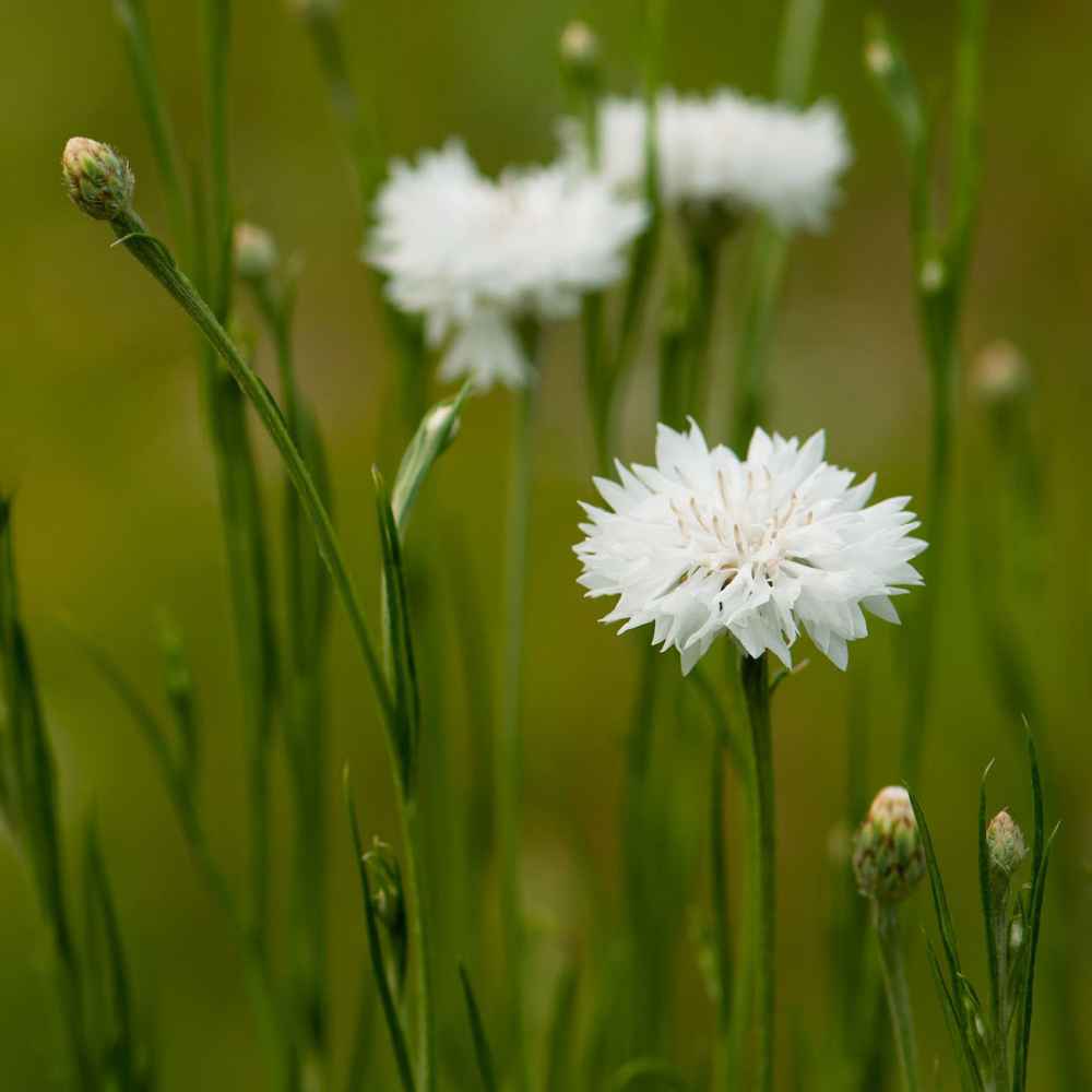 White Cornflower Bachelor's Button Drought Tolerant Garden Flower Plant