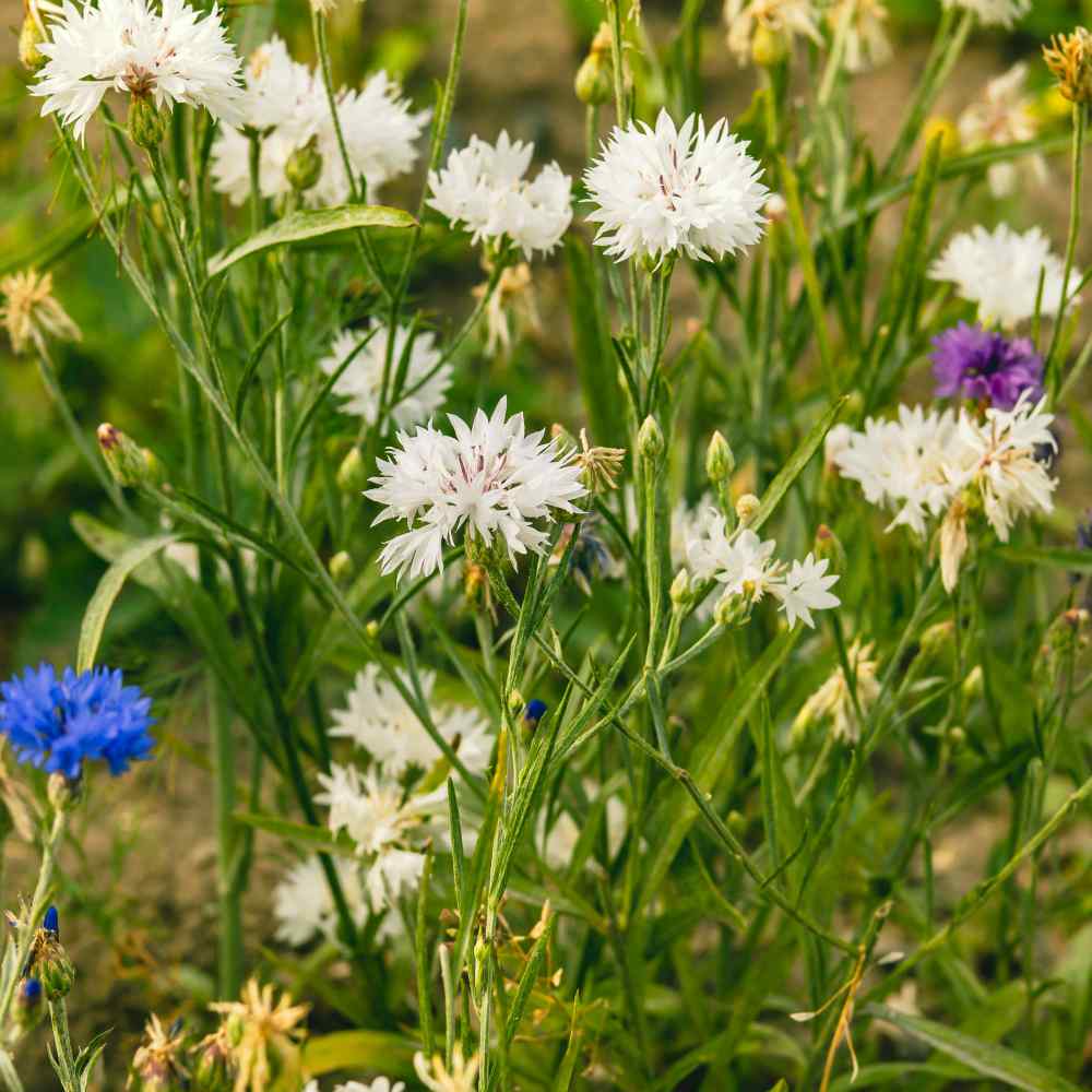 White Cornflower Bachelor's Button Drought Tolerant Garden Flower Plant