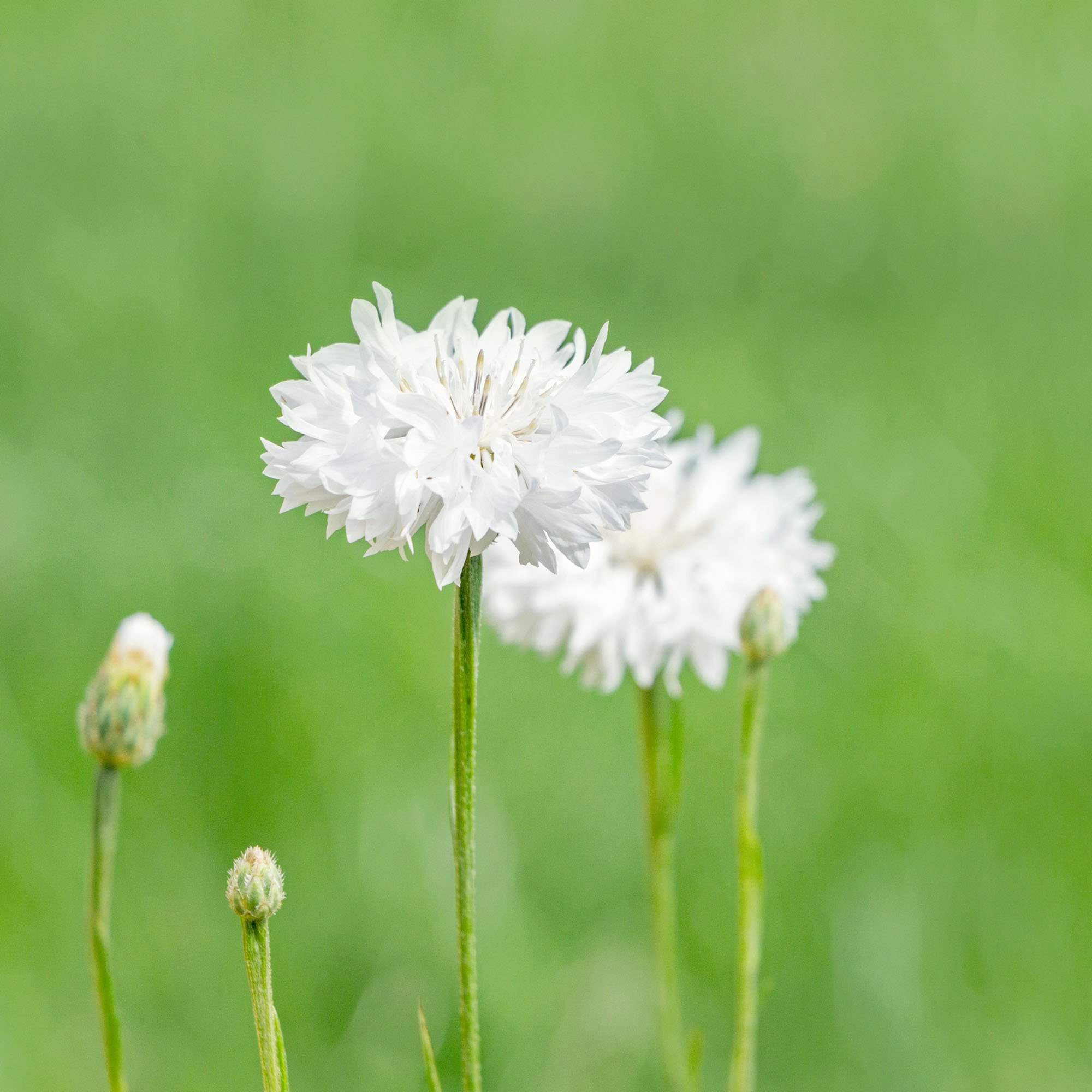 white cornflower flowers