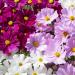 Cosmos Bipinnatus Apollo Flower Mix