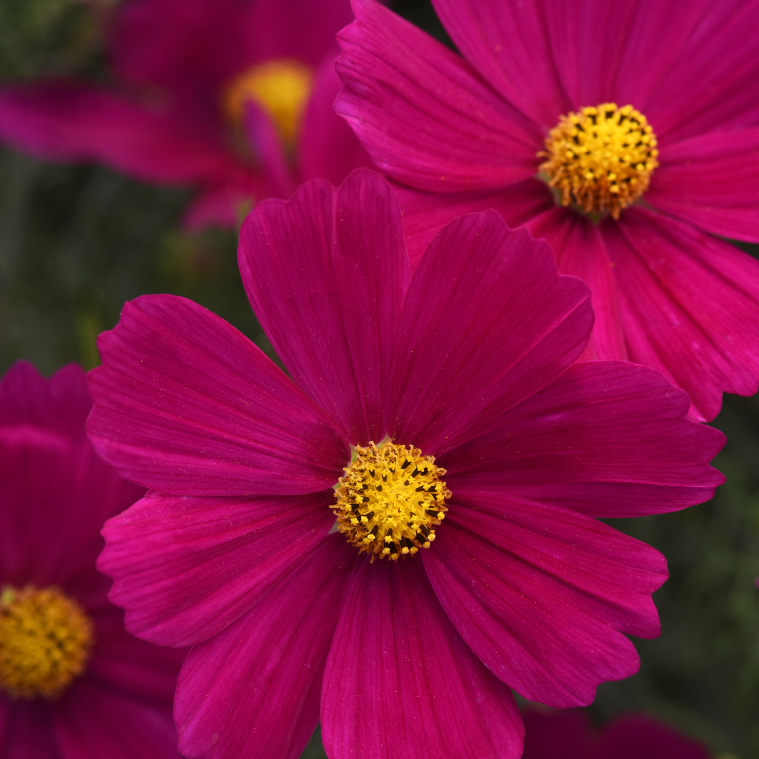 Cosmos Bipinnatus Carmine Flowers