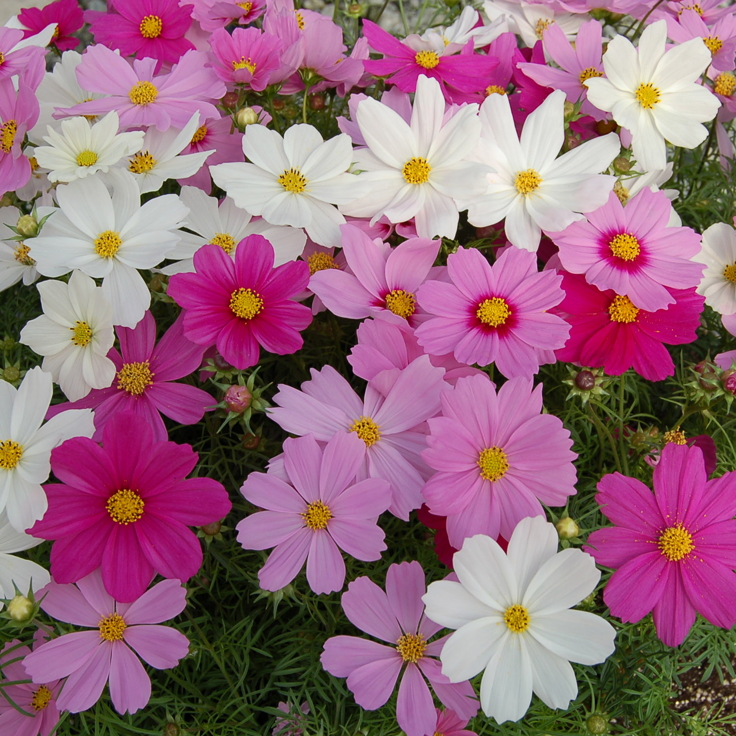 Cosmos Bipinnatus Cutesy Flower Mix