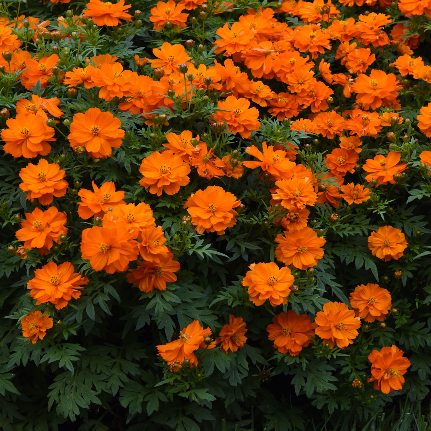Cosmos Sulphureus Mandarin Wild Flower Seed