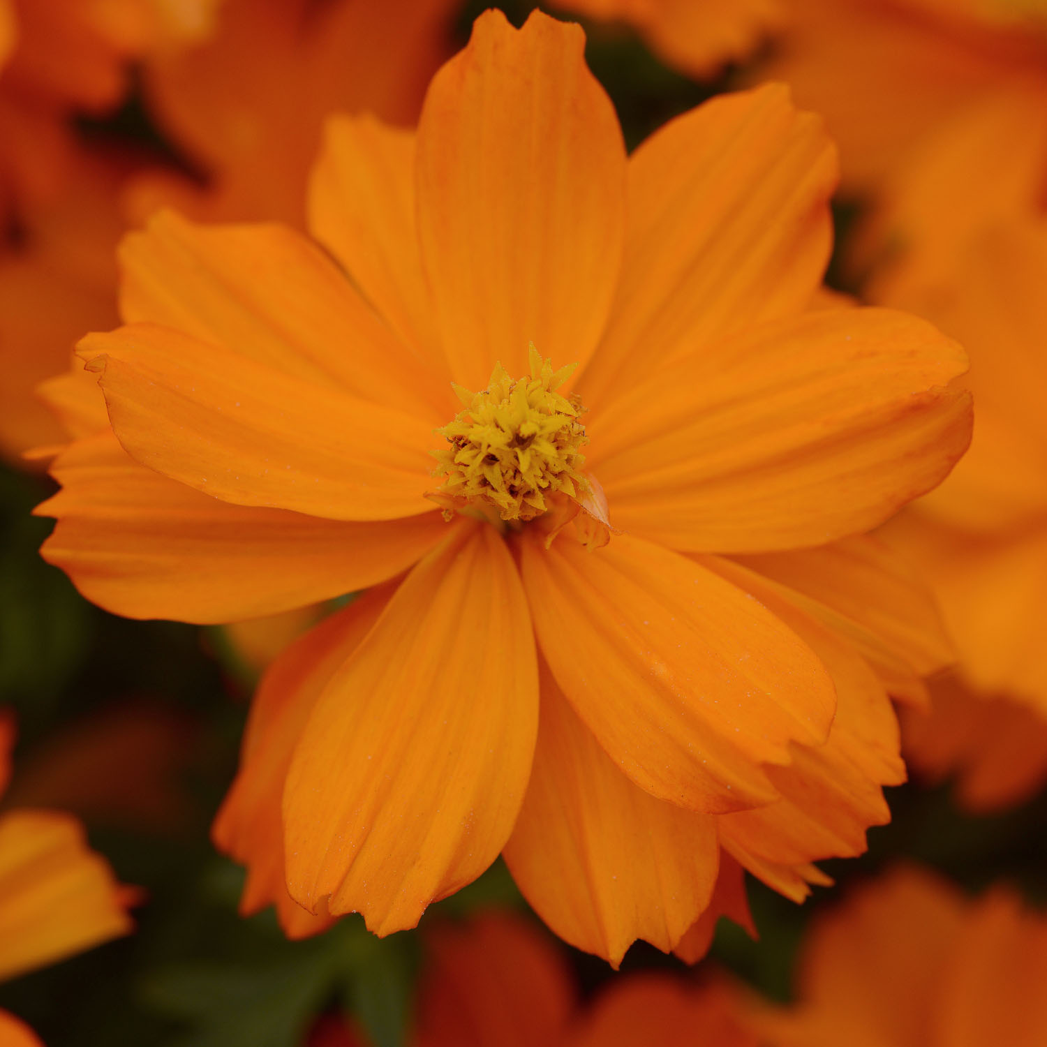 Cosmos Mandarin Garden Flower Seed