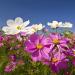 cosmos seeds mix