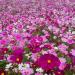 Cosmos Wildflower Mix