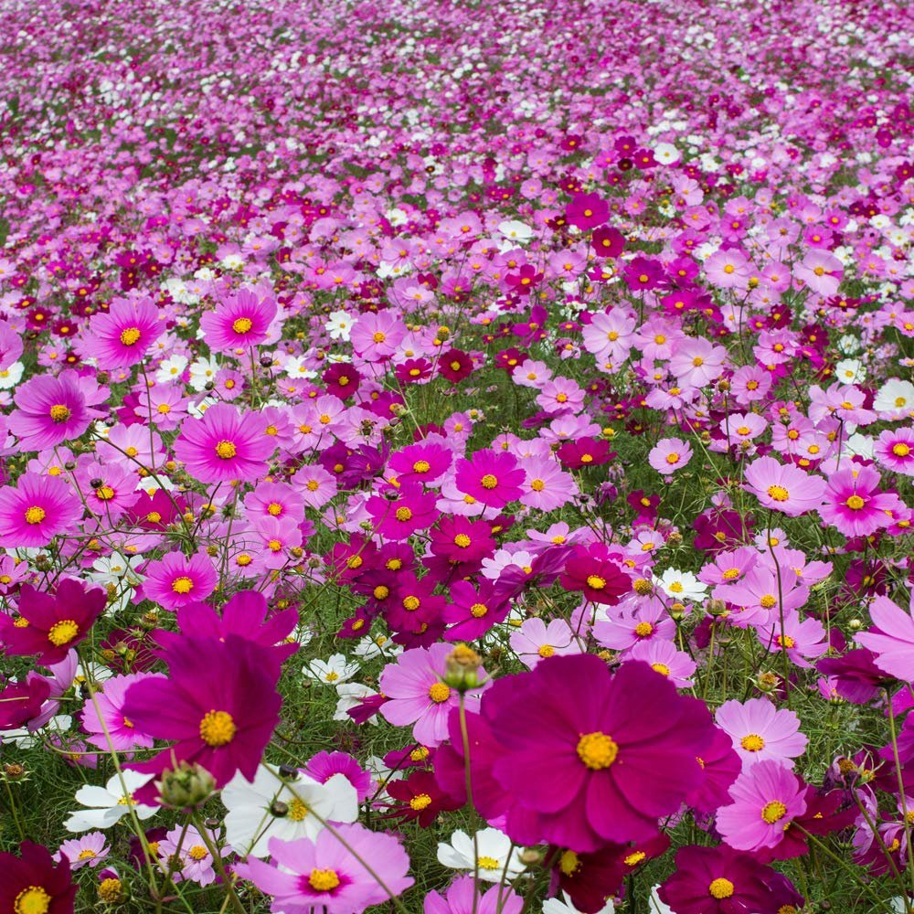 Cosmos Flower Information In English - Best Flower Wallpaper