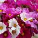 mixed cosmos flowers