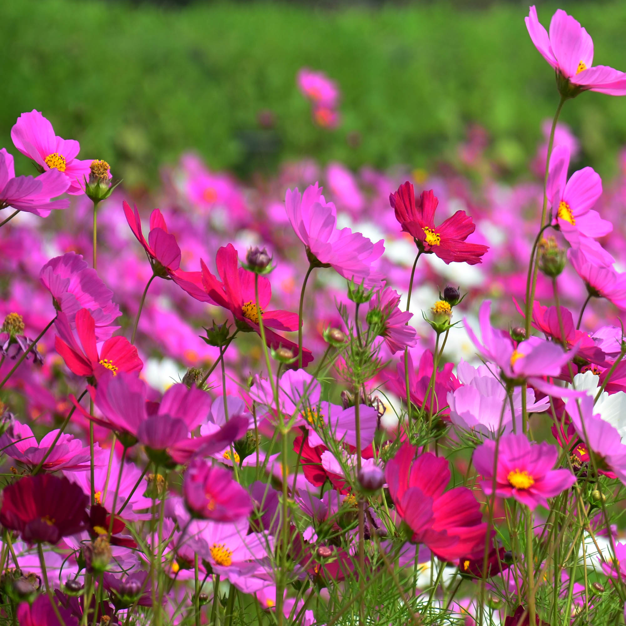 Cosmos Bipinnatus Bulk Seeds