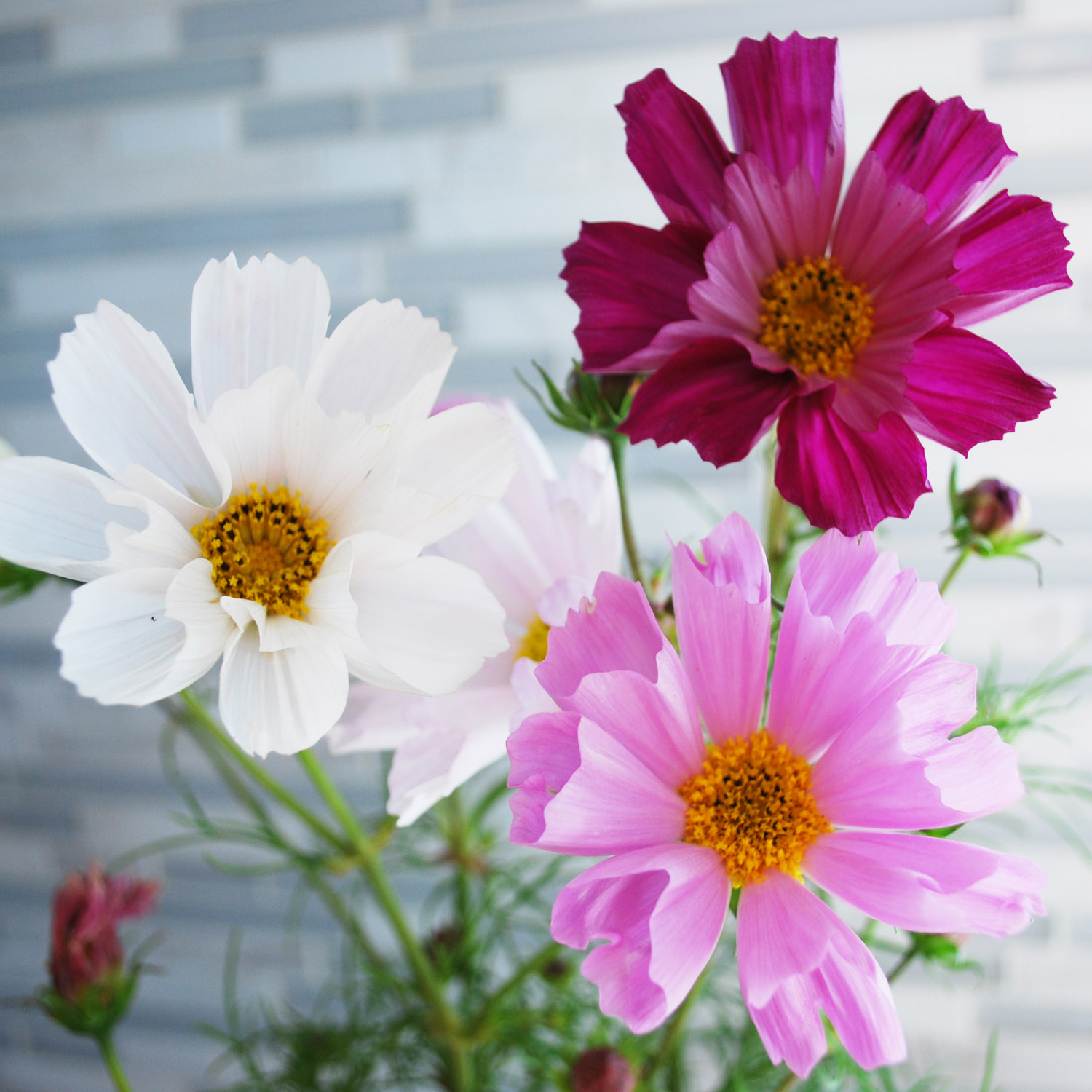 Drought Tolerant Cosmos Bipinnatus Sea Shells Garden Flower Seed MIx