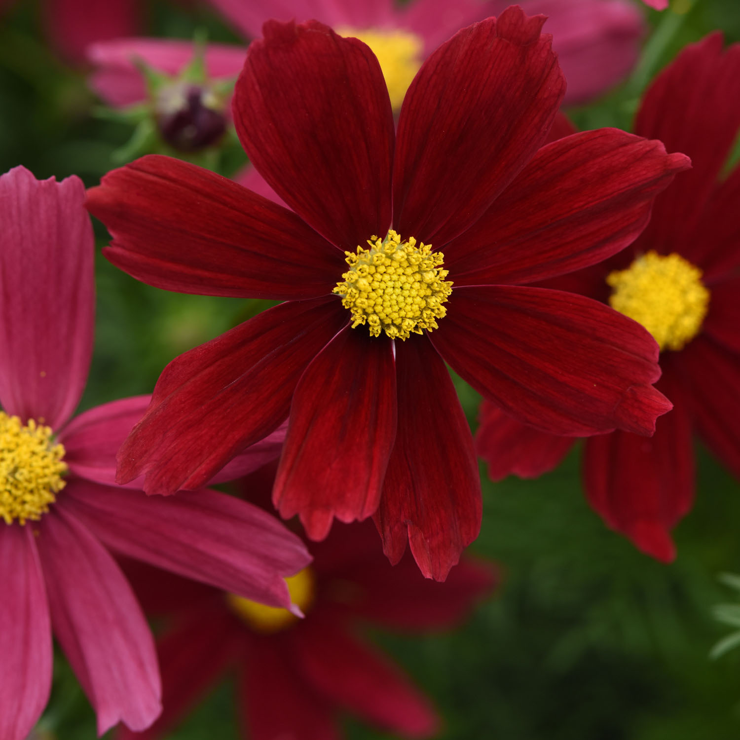 Image of Cosmos bipinnatus red annual flower