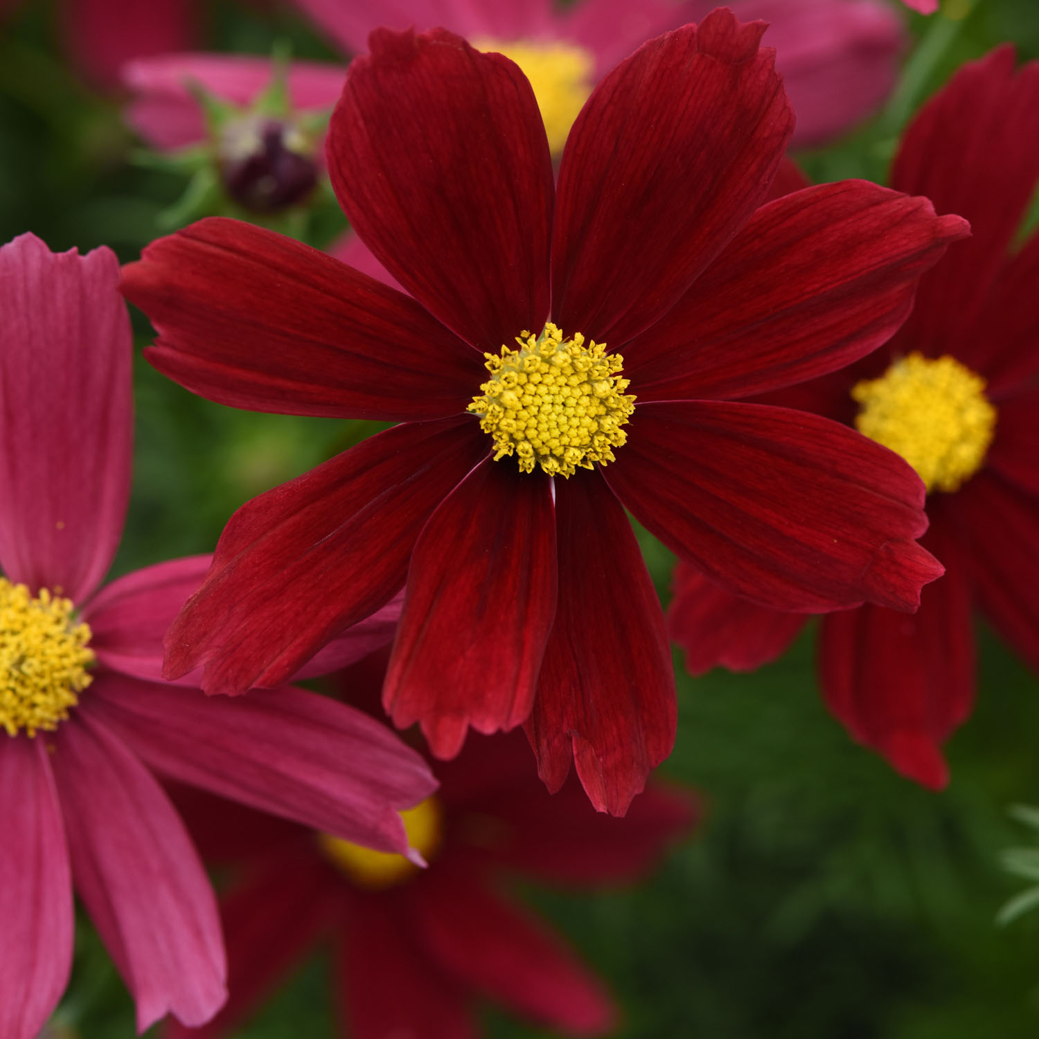 Cosmos Bipinnatus Sonata Red Flowers