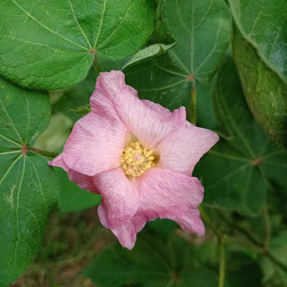 Cotton Levant
