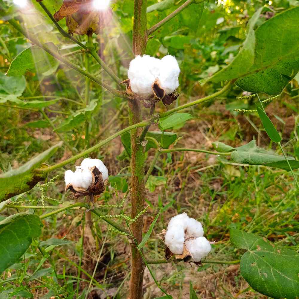 Levant Cotton Seeds Gossypium Herbaceum Flower Seed